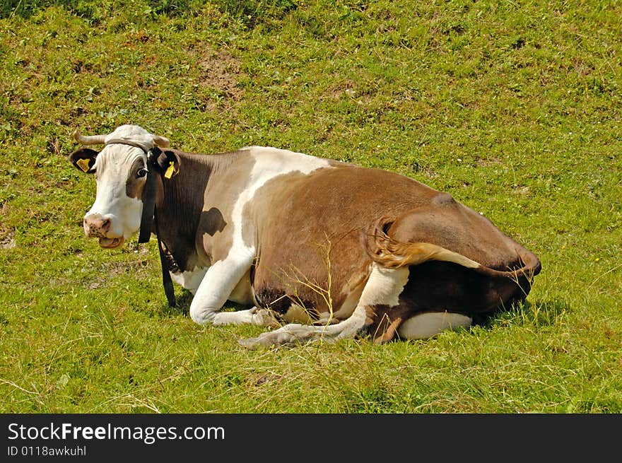 Cow