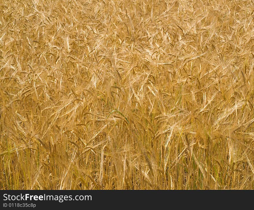 Wheat field background