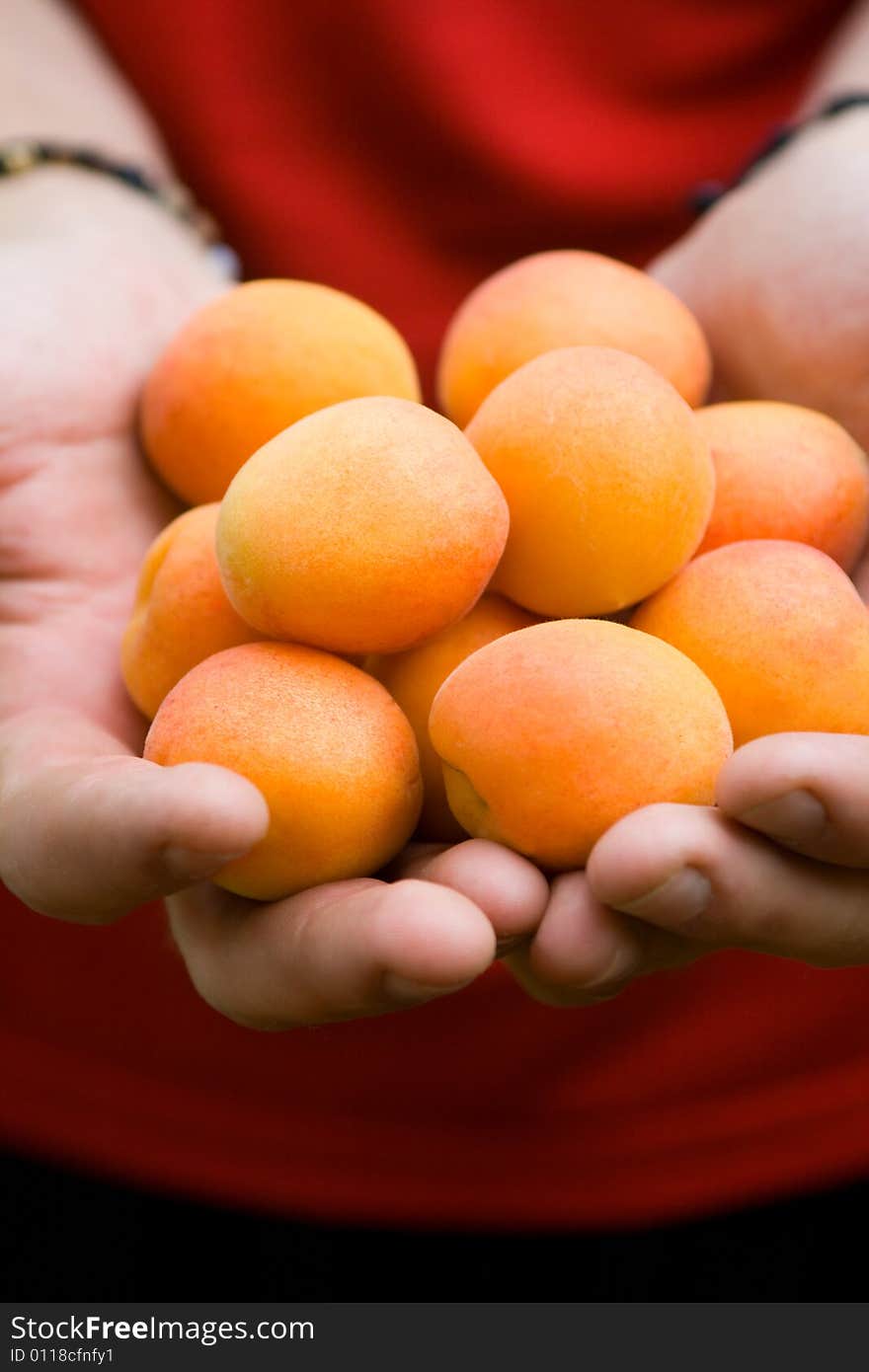 Male hands holding, showing or giving ripe orange apricots. Male hands holding, showing or giving ripe orange apricots