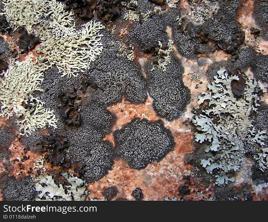 Texture of granite covered with lichen. Texture of granite covered with lichen