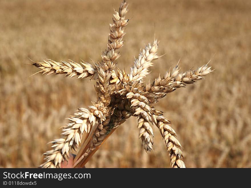 Grain field