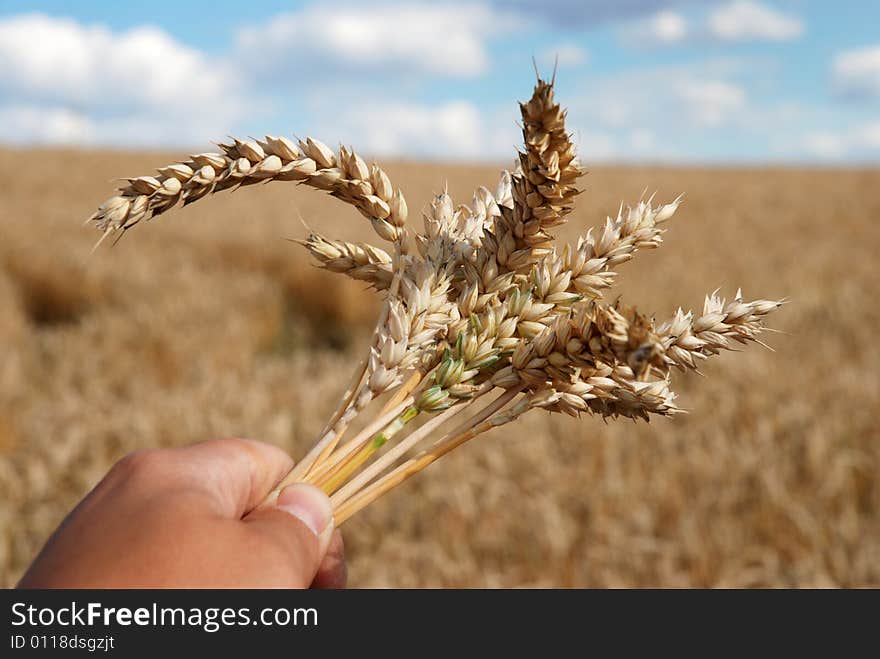 Grain field and hand - sky and cloudy