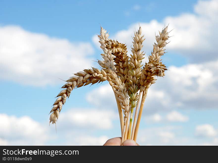 Grain and hand - sky and cloudy. Grain and hand - sky and cloudy