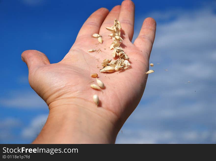 Grain field and hand, sky and cloudy