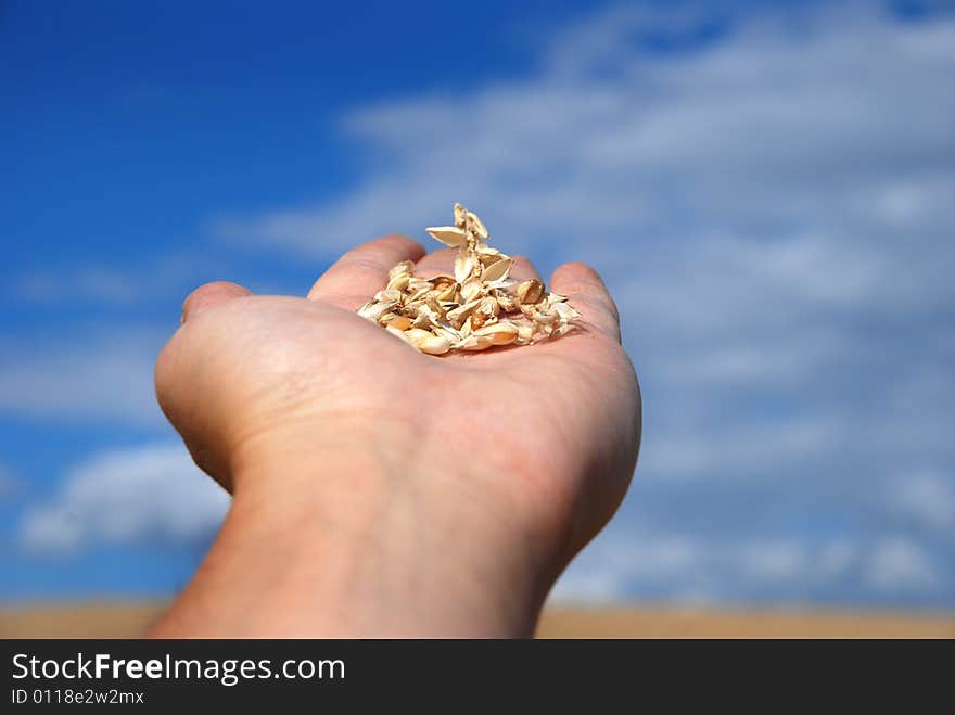 Grain field and hand