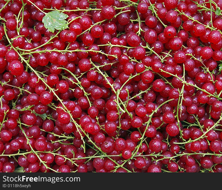 A bunch of red currant after rain. A bunch of red currant after rain