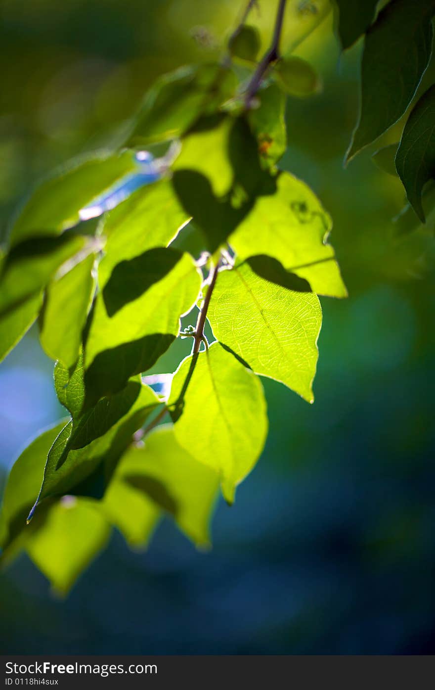 Backlit green leaves