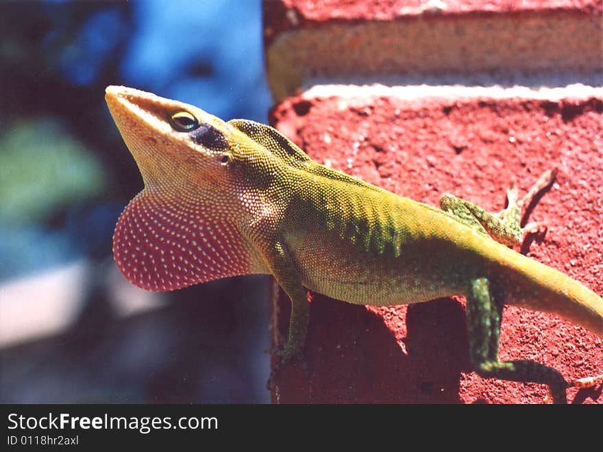 Photo of a male lizard showing off.