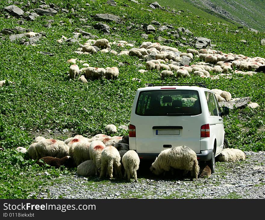 Sheeps and car on a mountain Road in Fagaras (Romania). Sheeps and car on a mountain Road in Fagaras (Romania)