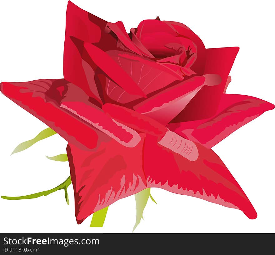 Red single rose illustration