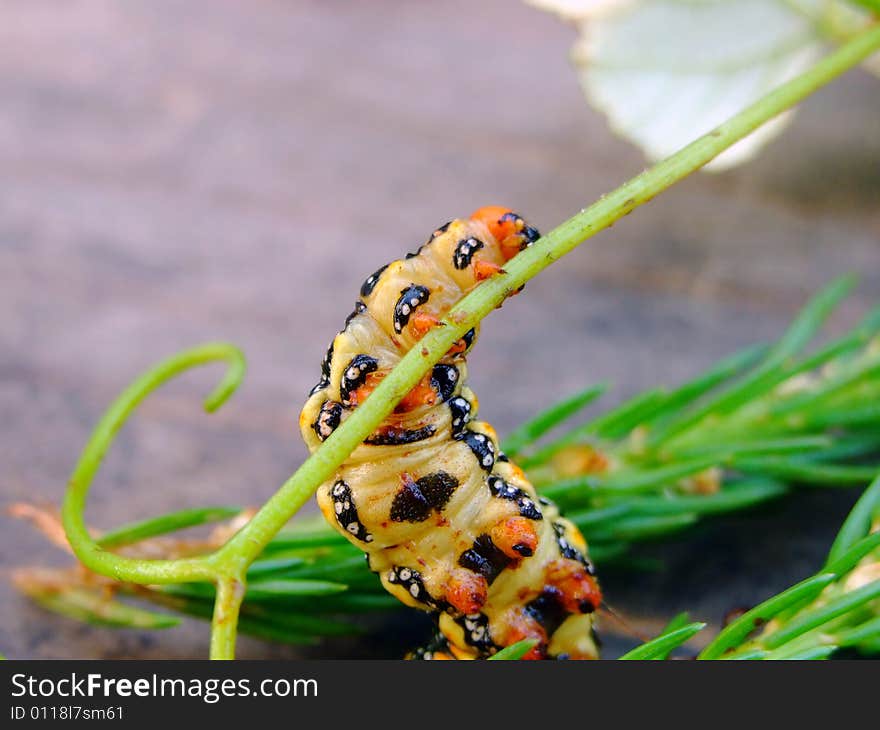 Big grub on the leaf