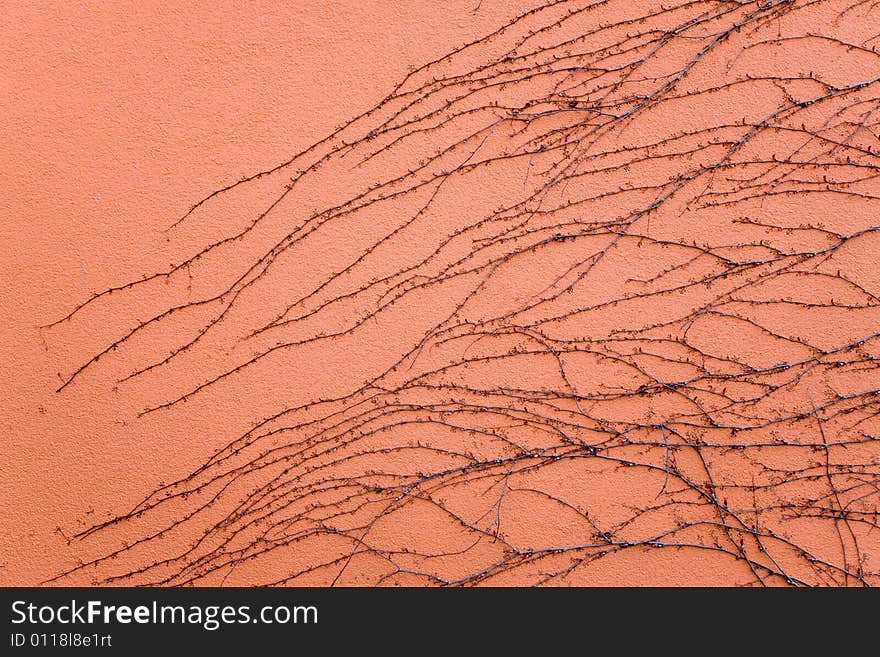 Dry nature structure is painting on orange wall. Dry nature structure is painting on orange wall.