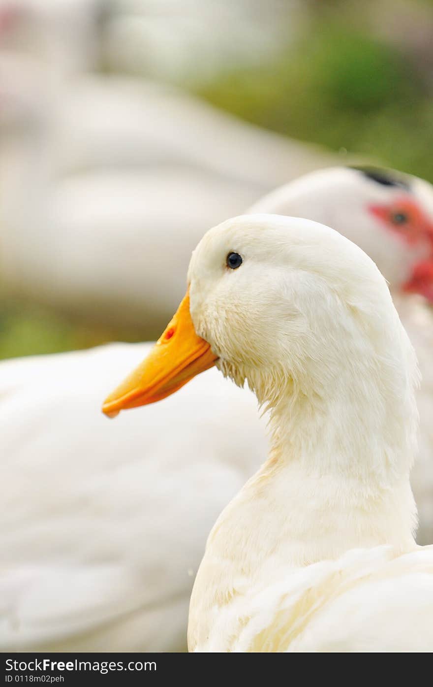 A picture of a duck at a farm. A picture of a duck at a farm