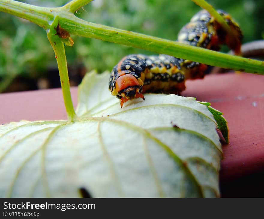 Big grub on the leaf