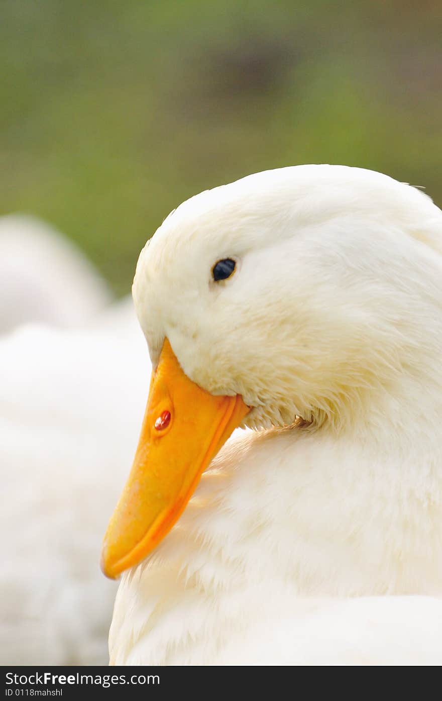 A picture of a duck at a farm. A picture of a duck at a farm