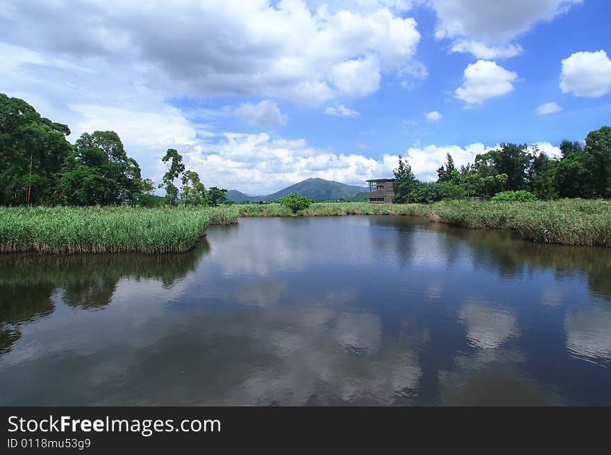 Inside the wetland with the blue sky