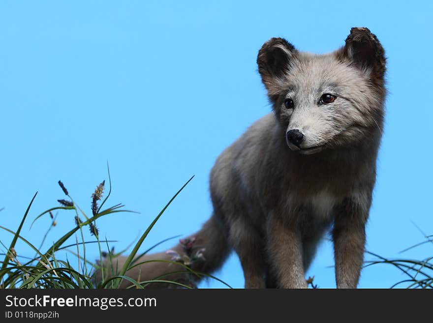 The little gray wolf under the blue sky. The little gray wolf under the blue sky