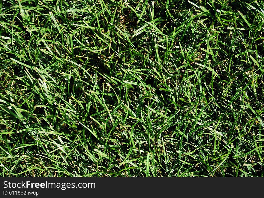 Green grass used as a background