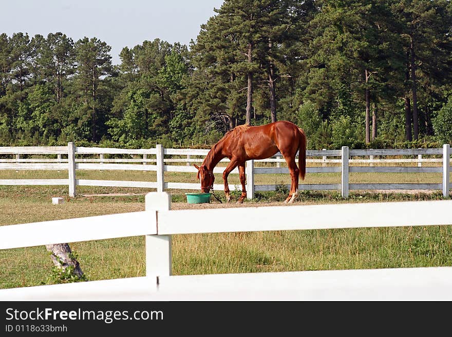 A horse eating breakfast