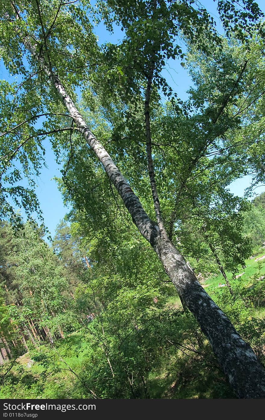 Photo of inclined birch hanging over ravine