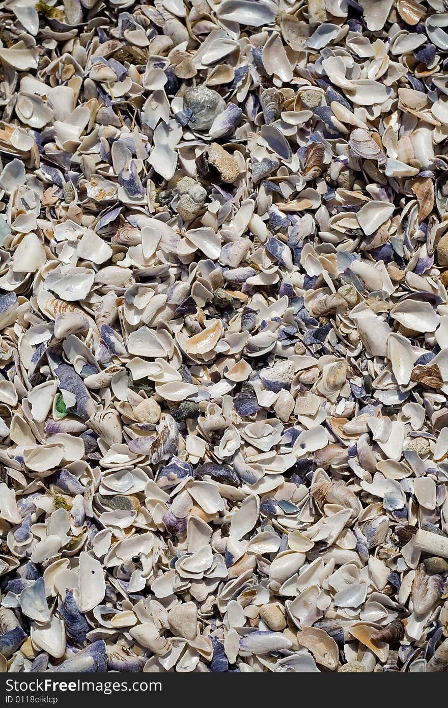 Sea Shells Texture