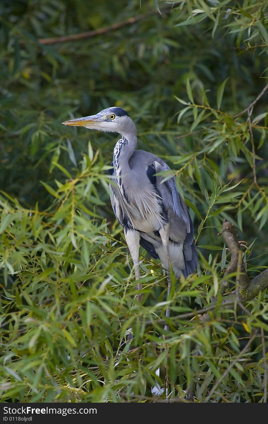 Heron