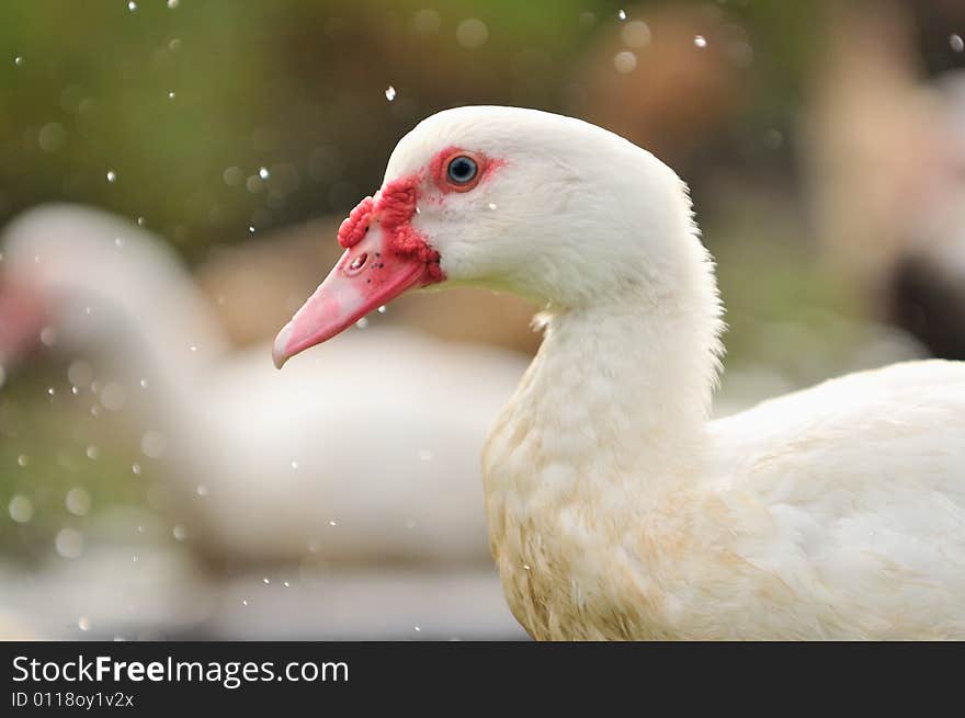 A picture of a geese at a farm. A picture of a geese at a farm