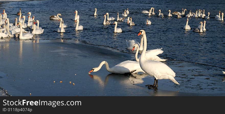 Swans on the river