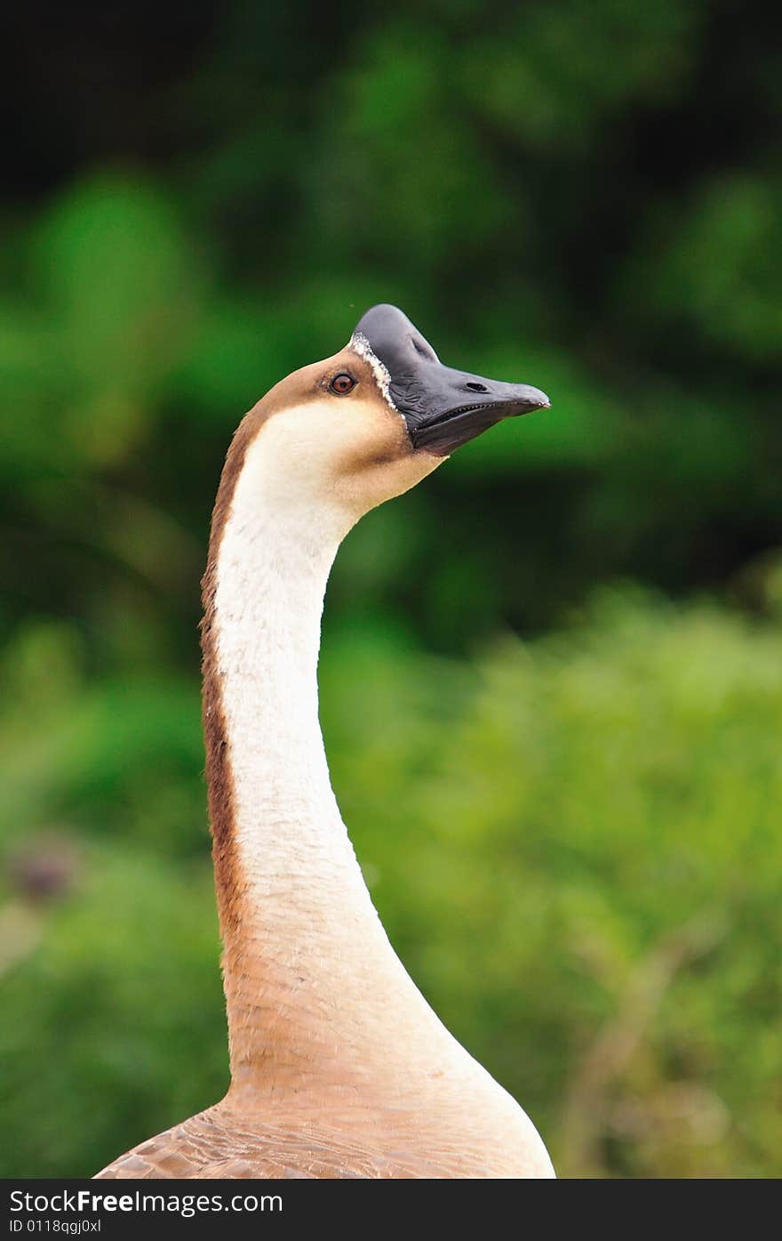 A picture of a brown goose at a farm. A picture of a brown goose at a farm