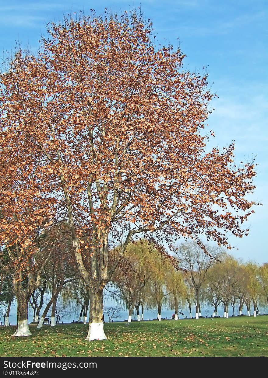 Trees And Sky