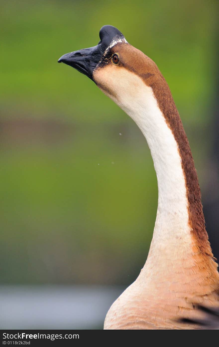 A picture of a brown goose at a farm. A picture of a brown goose at a farm