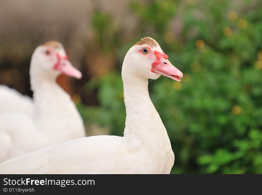 A picture of a geese at a farm. A picture of a geese at a farm