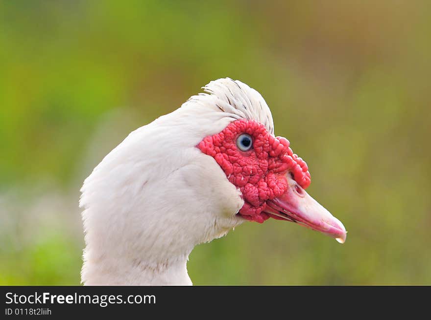 A picture of a geese at a farm. A picture of a geese at a farm