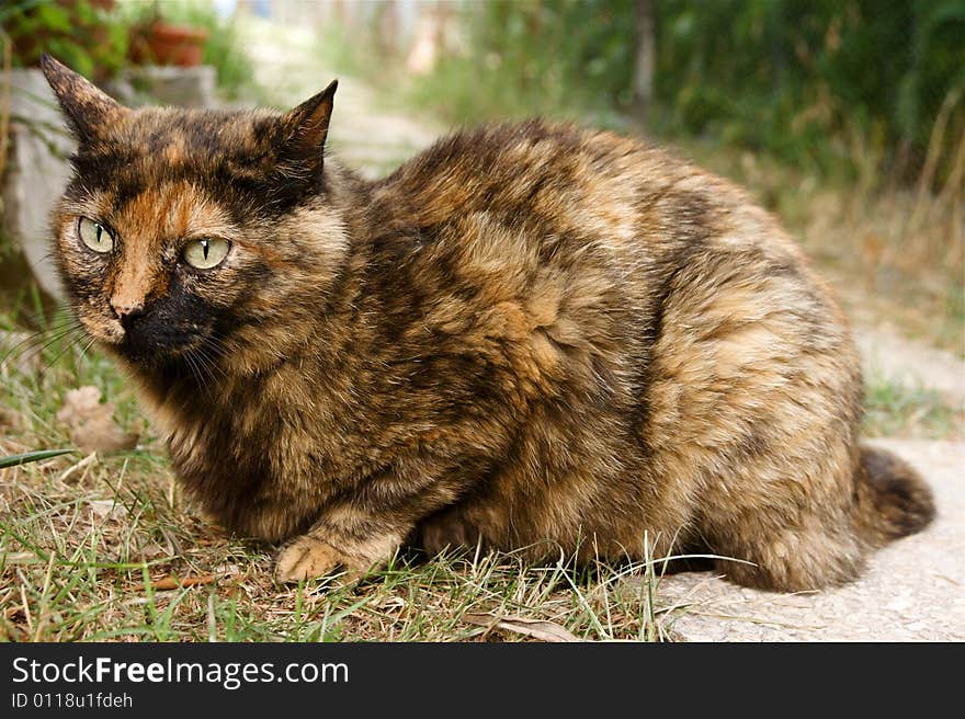 Photo of sweet calico cat