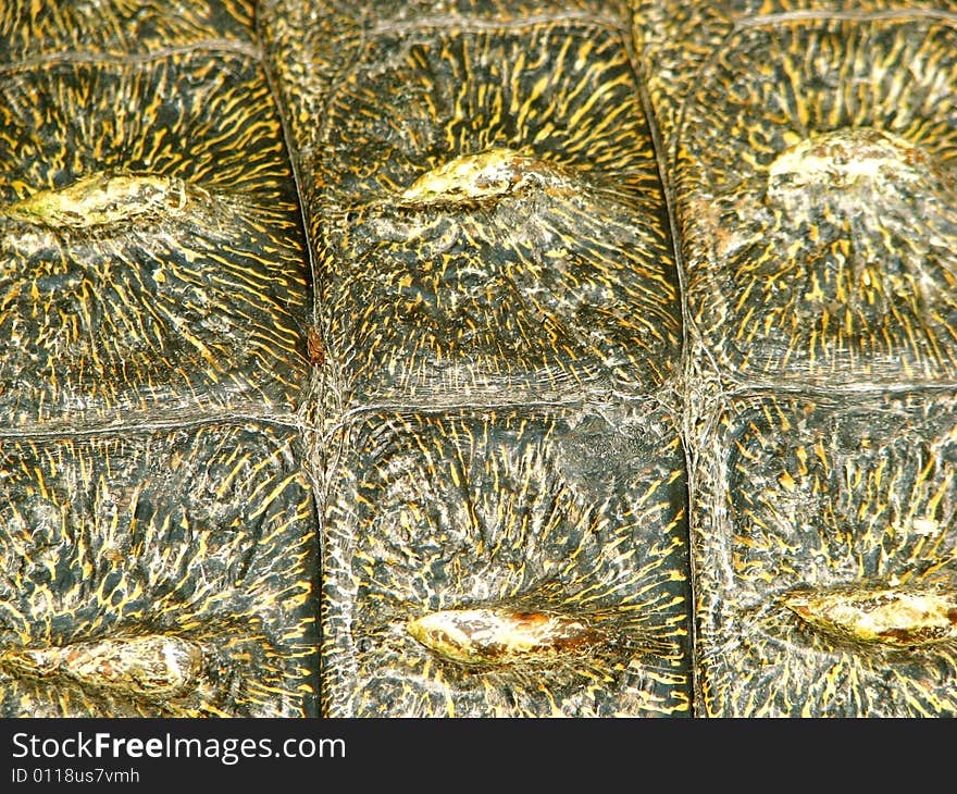 Close-up crocodile skin texture
