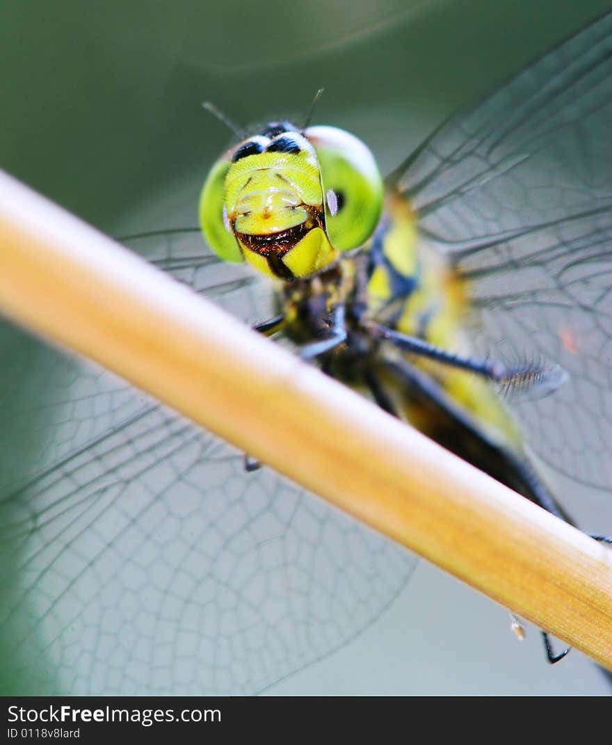 The dragonfly on a plant .waiting for the food .