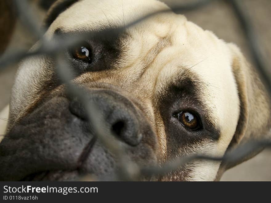 A close-up picture of a bullmastiff. A close-up picture of a bullmastiff.