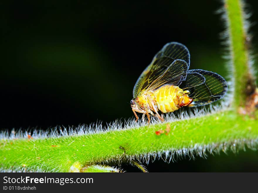 Cicada