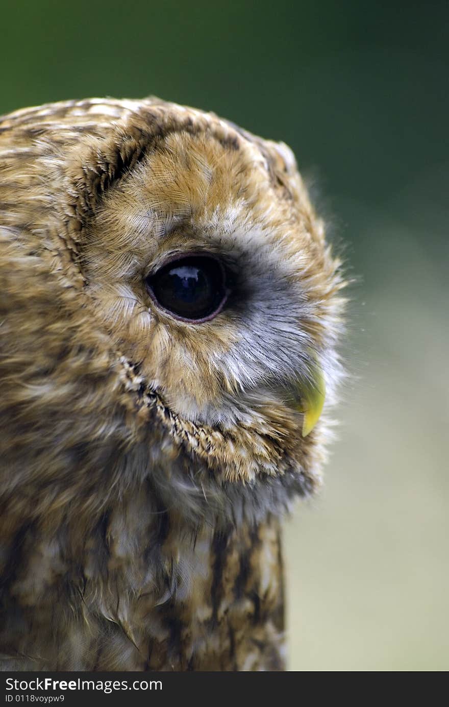 Tawney owl