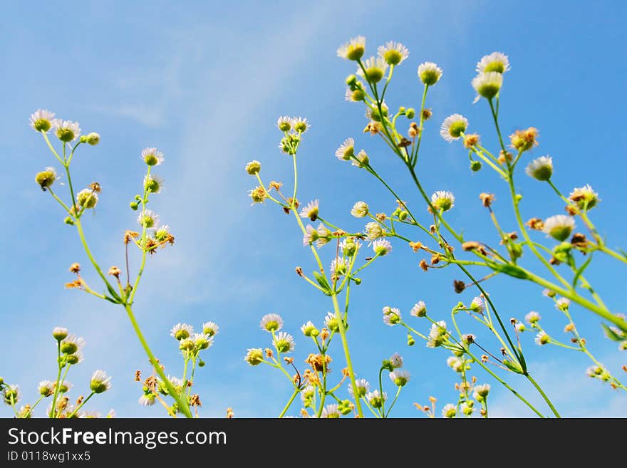 Marguerite With Blue Sky