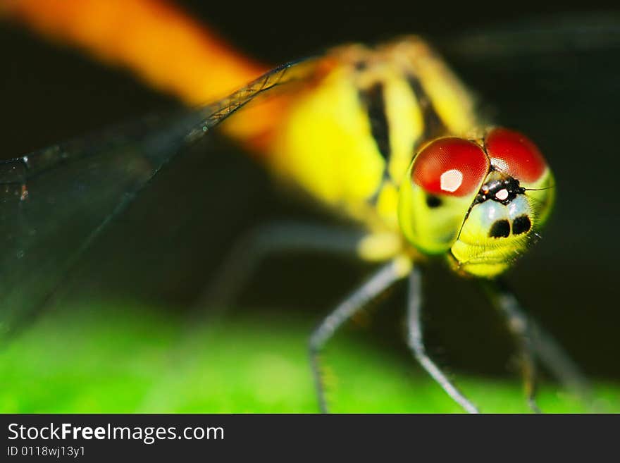 The dragonfly on a plant .waiting for the food .