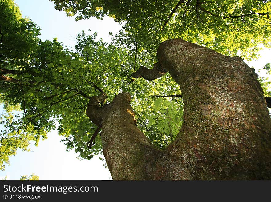 A beautiful tree at the summer