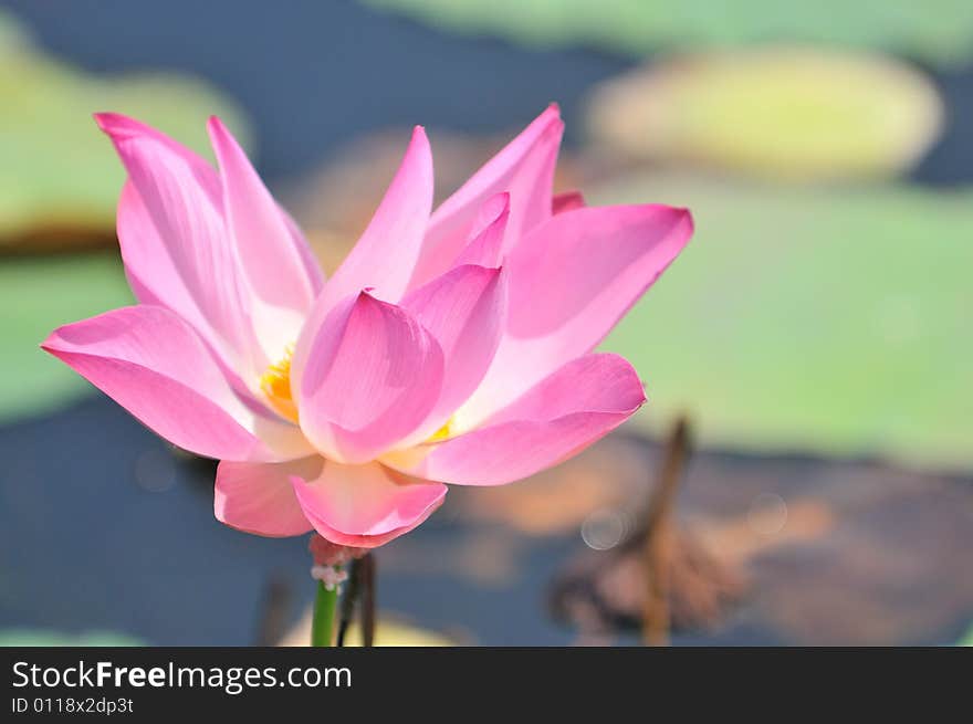 Beautiful pink water lily blossoming in the summer. Beautiful pink water lily blossoming in the summer