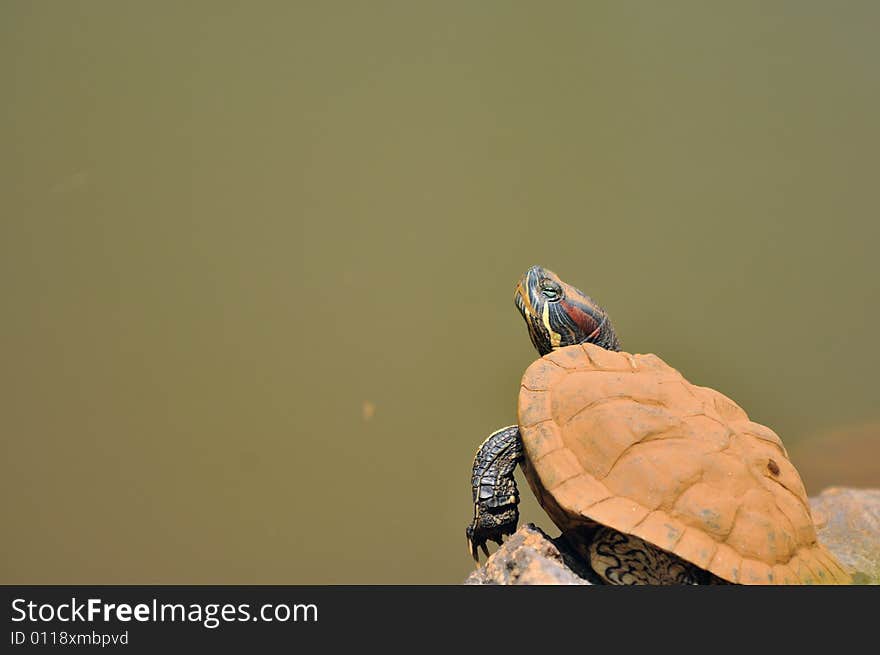 A tortoise basking in the sun by a lake