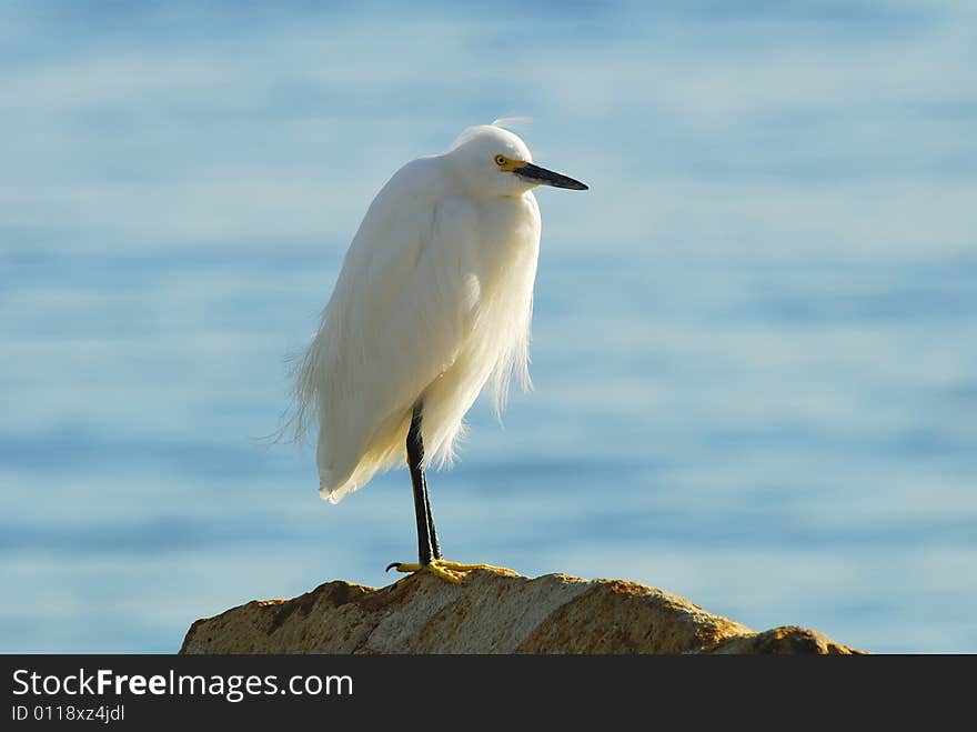 White Egret