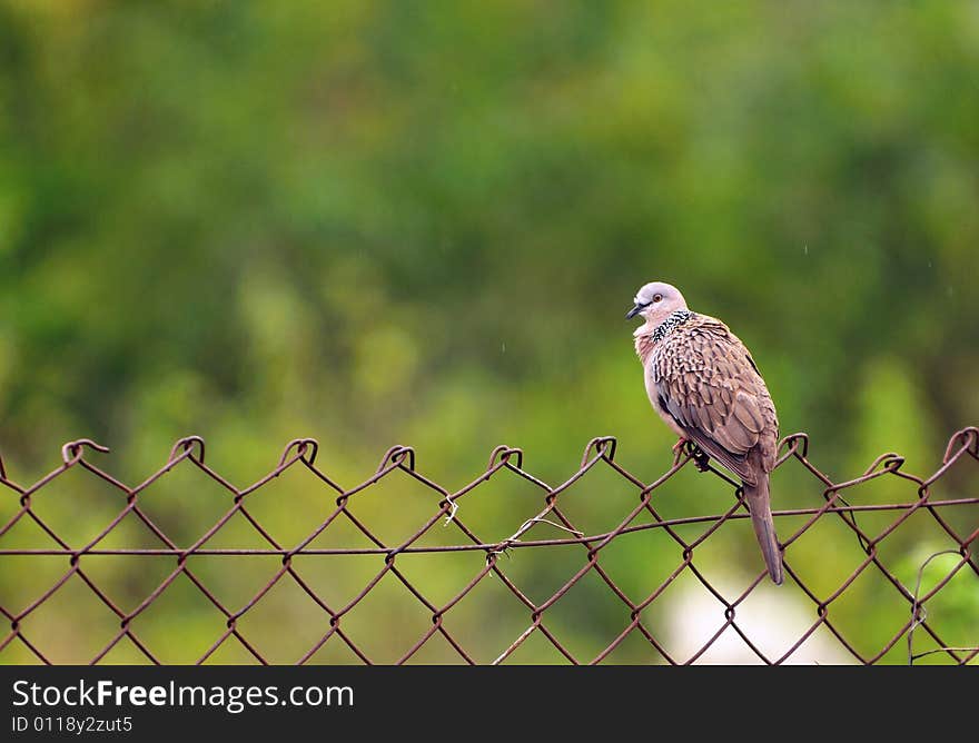 An image of a lonely Rock Pigeon on a fence. An image of a lonely Rock Pigeon on a fence