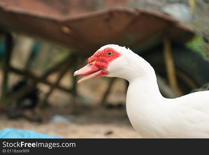 Red beak duck series 4