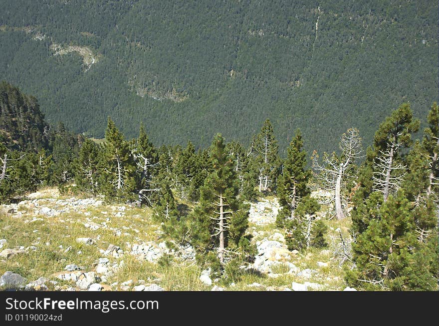 It can be seen as blurring the black pines that are of high mountains and are disappearing vegetation on the 1900 m. It can be seen as blurring the black pines that are of high mountains and are disappearing vegetation on the 1900 m.