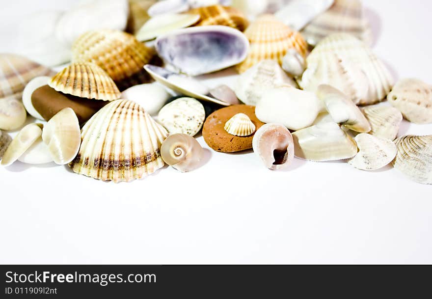 Seashells isolated on white background