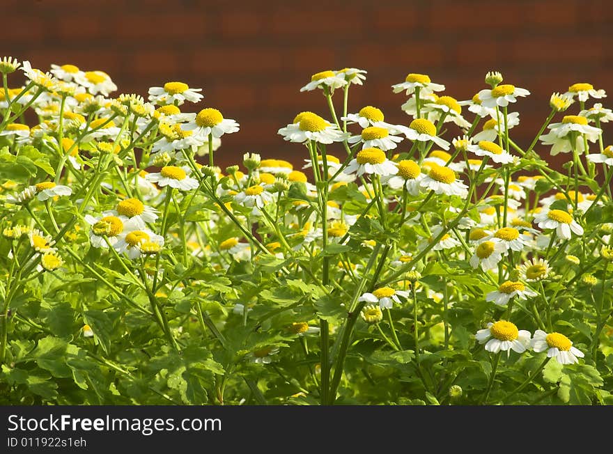 Camomiles.